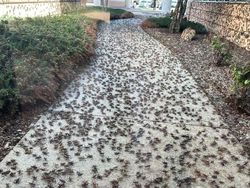 Hal Mengerikan di Alam Terabadikan Kamera