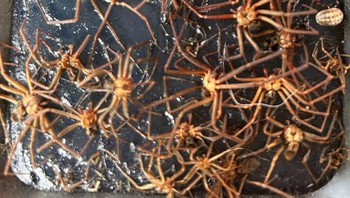 Ini Semua Adalah Brown Recluse. Seorang Pria Mengatakan Dia Memiliki Banyak Perangkap Lem Yang Terlihat Seperti Ini Di Rumahnya Foto: Boredpanda