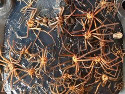 Hal Mengerikan di Alam Terabadikan Kamera