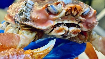 Kepiting raksasa, Foto: Boredpanda