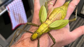 Ninfa Hutan Malaya seukuran telapak tangan. Foto: Boredpanda