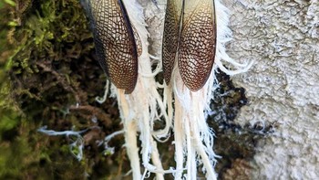 Jenis jangkrik di Kosta Rika. Foto: Boredpanda