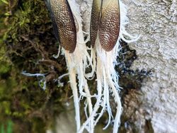 Hal Mengerikan di Alam Terabadikan Kamera