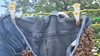 Segerombolan Lebah Madu Yang Mencari Rumah Baru Memutuskan Bahwa Celana Jins Foto: Boredpanda