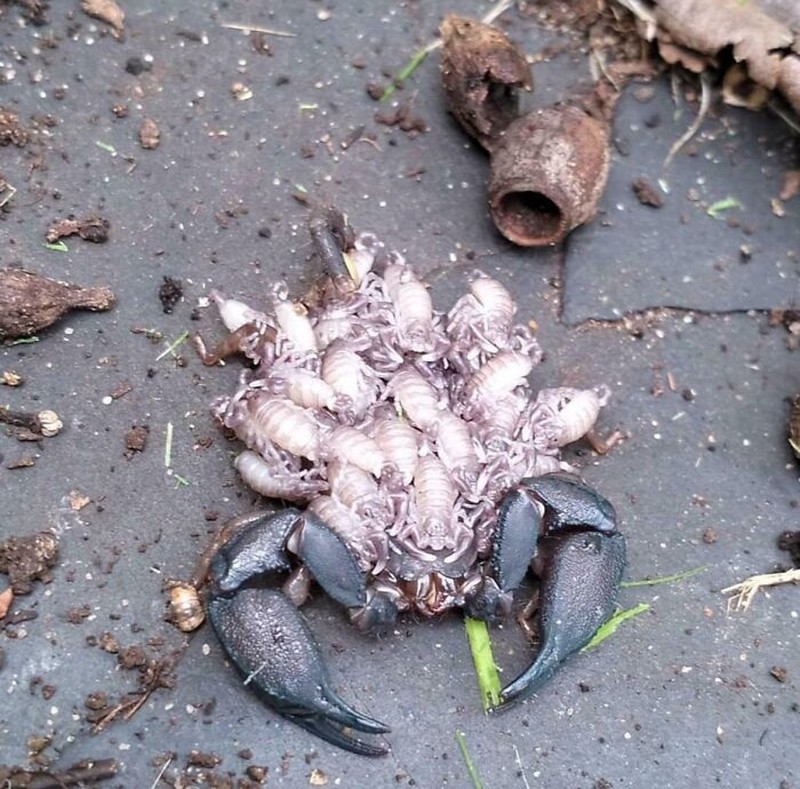 Foto Hal Mengerikan Terjadi di Alam