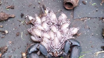 Kalajengking yang membawa anak-anaknya Foto: Boredpanda