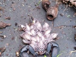 Hal Mengerikan di Alam Terabadikan Kamera