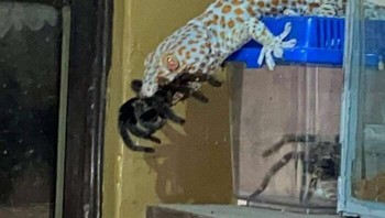 Tokek Tokay Liar Memakan Tarantula Peliharaan Seseorang Foto: Boredpanda