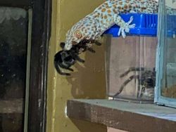 Hal Mengerikan di Alam Terabadikan Kamera