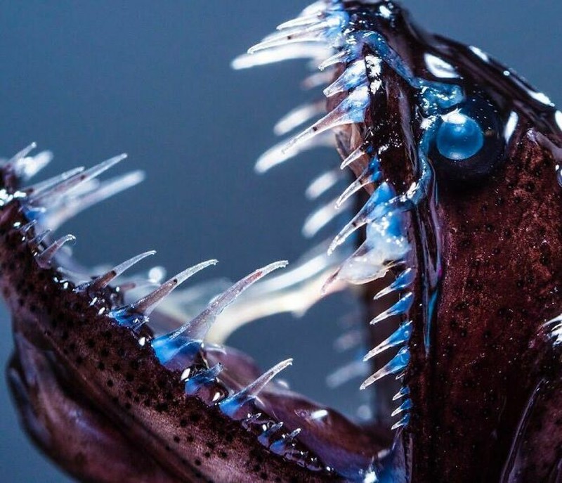 Foto Hal Mengerikan Terjadi di Alam