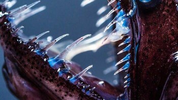 Ini Adalah Idiacanthus Antrostomus, Juga Dikenal Sebagai Pacific Blackdragon, Jenis Ikan Naga Foto: Boredpanda