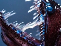 Hal Mengerikan di Alam Terabadikan Kamera