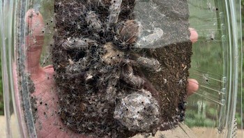 Induk tarantula dan bayinya Foto: Boredpanda