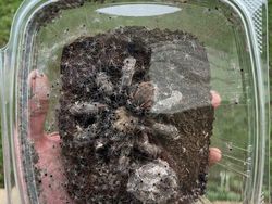 Hal Mengerikan di Alam Terabadikan Kamera