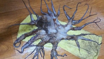 Tentakel gurita yang aneh ditemukan di Korsel. Foto: Boredpanda