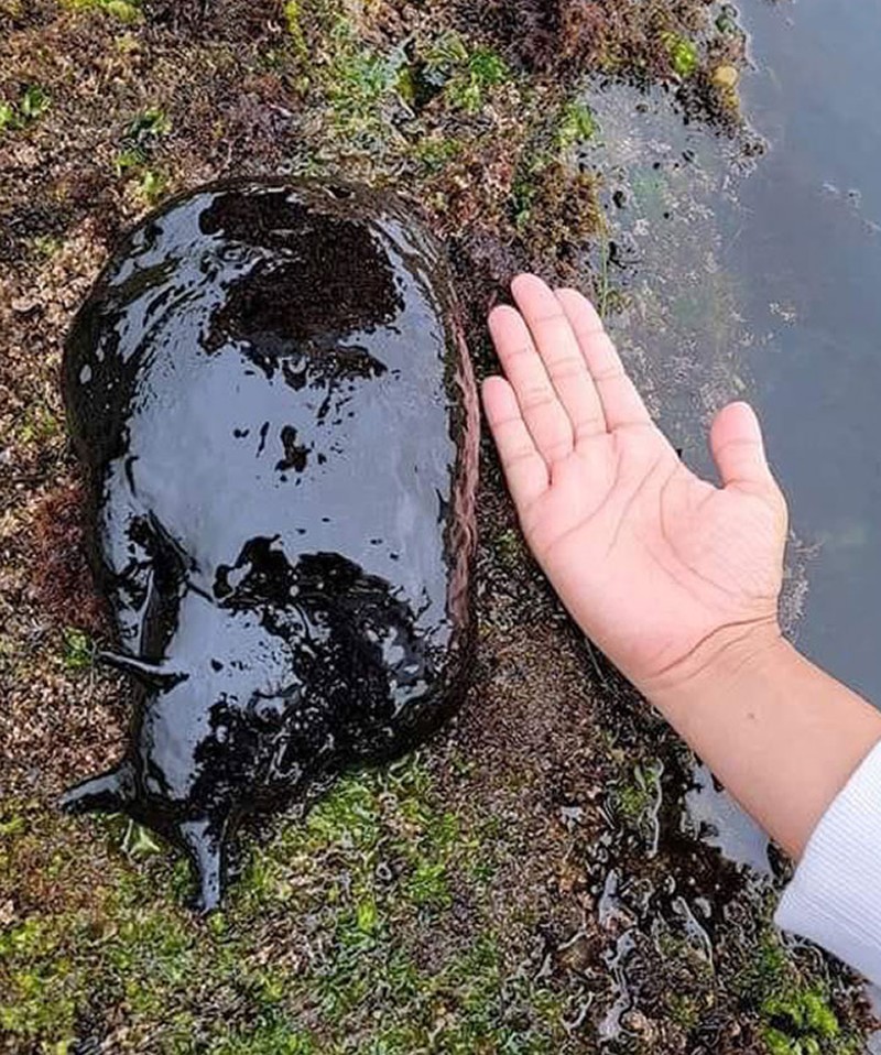 Foto Hal Mengerikan Terjadi di Alam