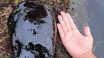 Aplysia Vaccaria Adalah Spesies Siput Asli California Dan Meksiko Yang Dapat Tumbuh Hingga 1 Meter Panjangnya Dan Beratnya 13 kilogram Foto: Boredpanda