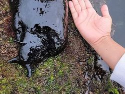 Hal Mengerikan di Alam Terabadikan Kamera