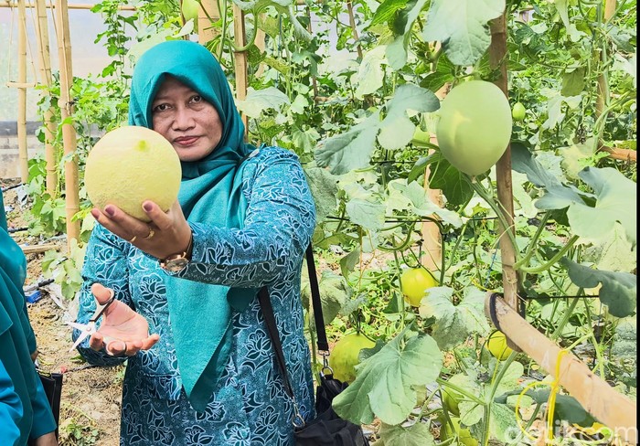 Indrawati menunjukkan buah melon yang dipetik dari Garden House.