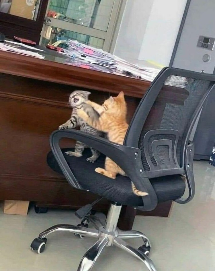 Foto-foto ini absurd sih, tapi lucu. Semoga setelah melihat kumpulan foto random berikut, kamu bisa lebih semangat lagi ya, detikers.