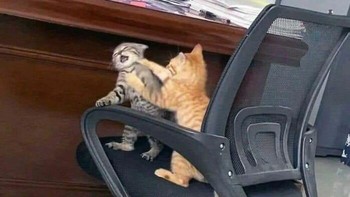 Prahara rumah tangga nih, kayaknya. Foto: Facebook/I Dont Know. Im Just Sharing (IDKIJS)