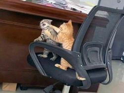 Kumpulan Foto Random Bikin Nyengir, Absurd Banget