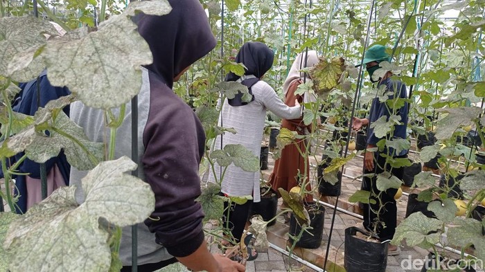 Pemanfaatan lahan kas desa untuk penanaman buah melon.