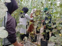 Lahan Tidur di Malang Jadi Kebun Melon Hasilkan 5 Kuintal Sekali Panen