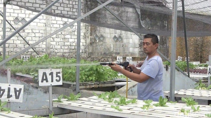 Petani sayuran hidroponik di Kota Lamongan.