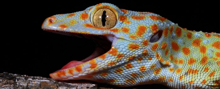 Tokek tokay diketahui memiliki indra keenam