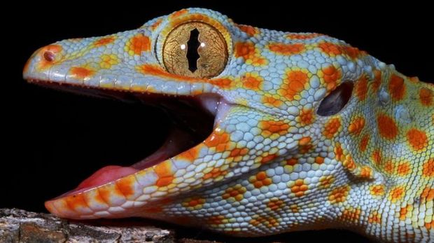 Tokek tokay diketahui memiliki 'indra keenam'