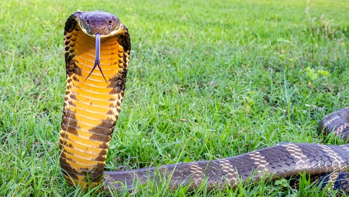Ular king cobra