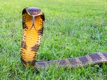 Ular King Cobra Mengejar Manusia, Mitos atau Fakta?