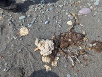Gumpalan Misteri di Pantai Kanada Dipecahkan