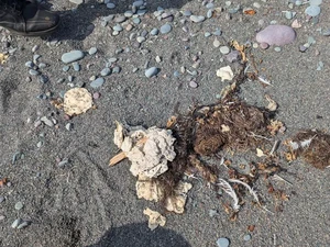 Gumpalan Misterius Terdampar di Pantai Ini, Ambergris?