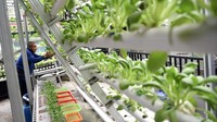 Sayur yang dibudidayakan seperti selada, sawi, dan seledri.  