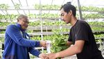 Intip Budi Daya Sayur Hidroponik Beromzet Rp 1,5 Juta/Bulan di Samarinda