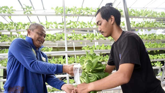 Petani, Zain (kiri) melayani pembeli sayur selada hidroponik di Samarinda, Kalimantan Timur, Minggu (13/10/2024). Menurut Zain, budi daya sayur mayur berupa selada, sawi, dan seledri dengan memanfaatkan pekarangan rumah menggunakan metode tanam hidroponik yang dikelola mandiri itu beromzet Rp1,5 juta per bulannya. ANTARA FOTO/M Risyal Hidayat/foc.