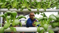 Zain, seorang warga di Samarinda sedang memanen sayur yang dibudidayakan dengan teknik hidroponik di pekarangan rumahnya.