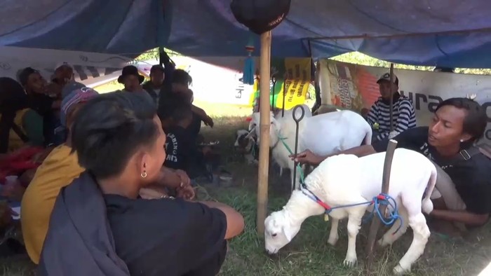 Karapan kambing di Lumajang jadi ajang silaturahmi peternak