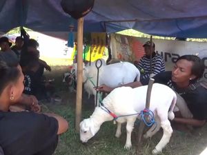 Tradisi Karapan Kambing di Lumajang Jadi Ajang Silaturahmi Peternak
