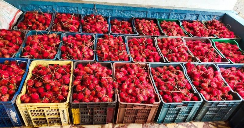 Kisah Sukses Petani Buah Tropis yang Pernah Tak Lulus Sekolah