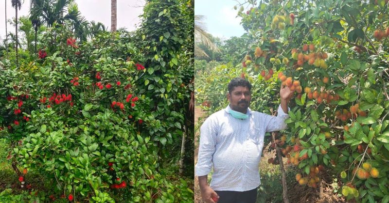 Kisah Sukses Petani Buah Tropis yang Pernah Tak Lulus Sekolah