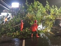 Pemotor yang Tertimpa Pohon di Ciamis Meninggal, Begini Kronologinya