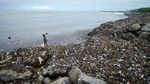 Potret Hamparan Sampah Kotori Pantai Muaro Lasak Padang