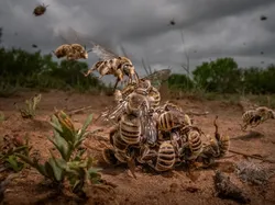 Jawara Kontes Foto Internasional yang Mengharukan dan Mengagumkan