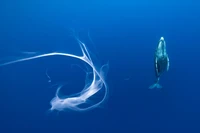 Siena International Photo Awards 2024