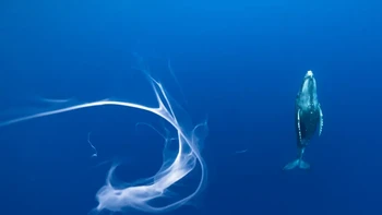 Whale Milk karya Karim Illiya menjuarai kategori Underwater Life. Foto: Karim Illiya/Siena International Photo Awards 2024