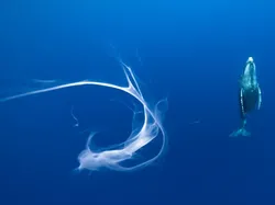 Jawara Kontes Foto Internasional yang Mengharukan dan Mengagumkan