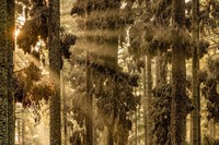 Siena International Photo Awards 2024